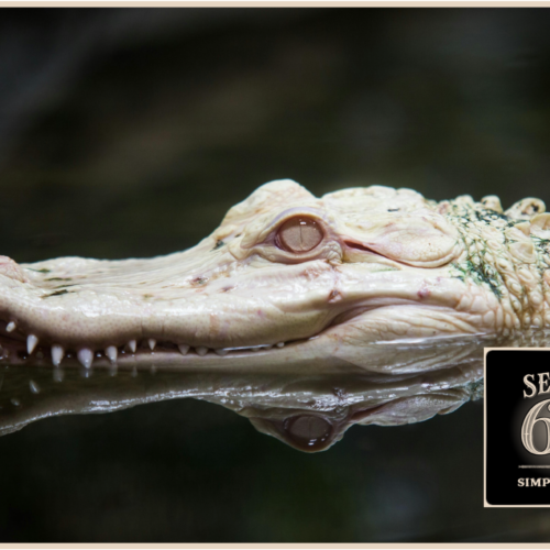 Series 60: The Eating Habits of Cultural Crocodiles