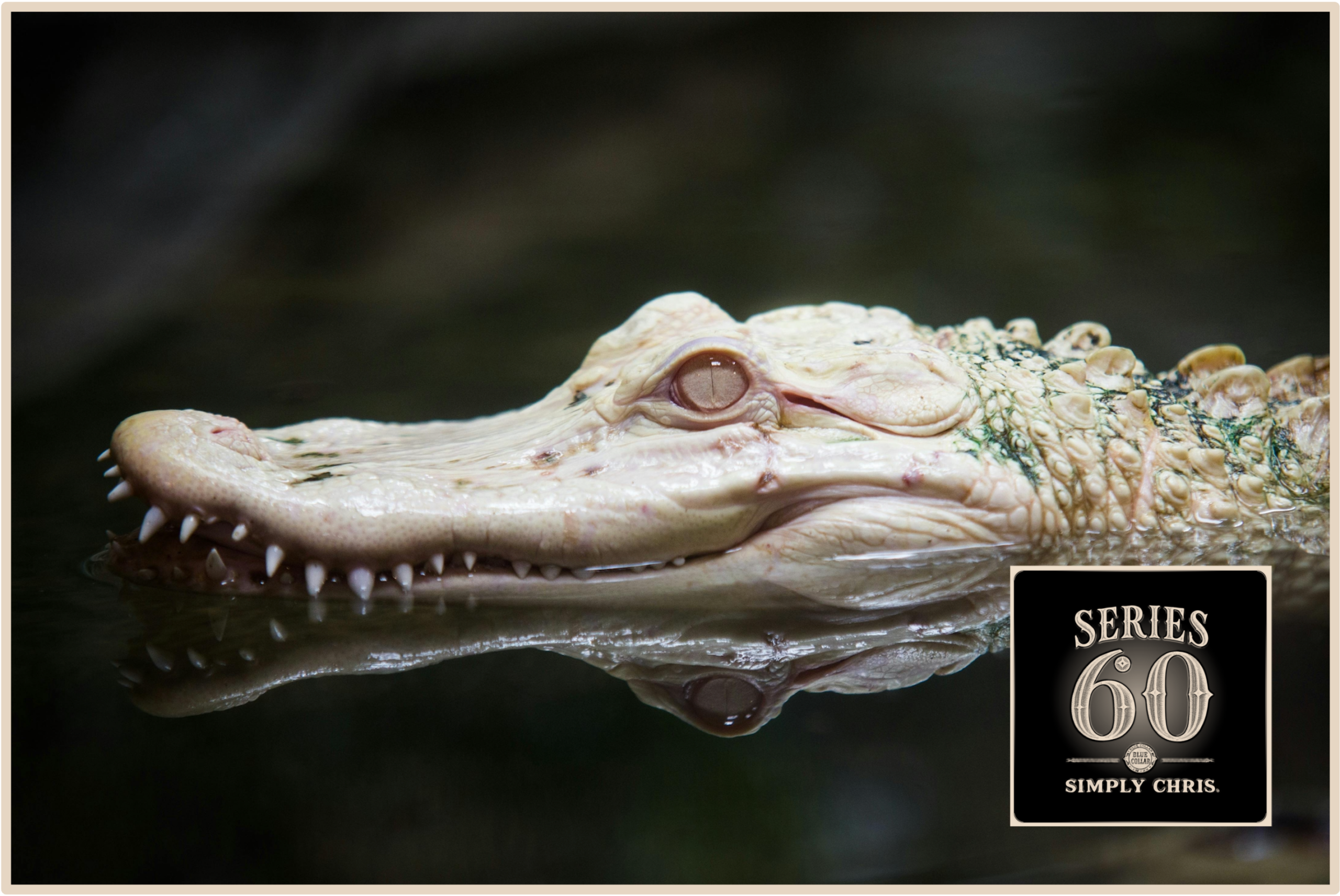 Series 60: The Eating Habits of Cultural Crocodiles